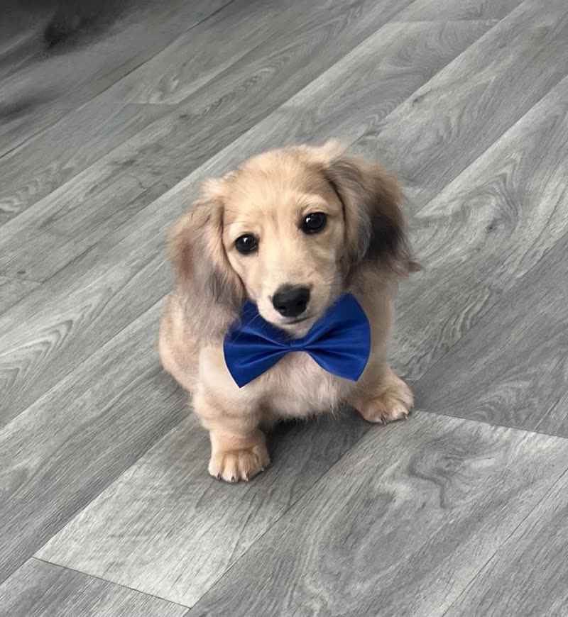 A cream long-haired dachshund puppy in a royal blue bow tie sitting on the salon floor after a groom