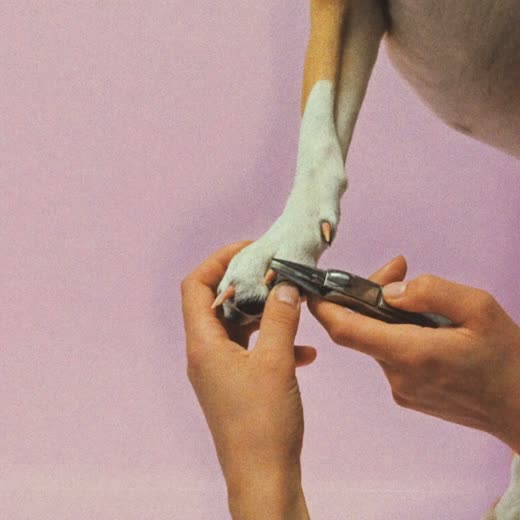 A dog's paw held gently for a nail trim