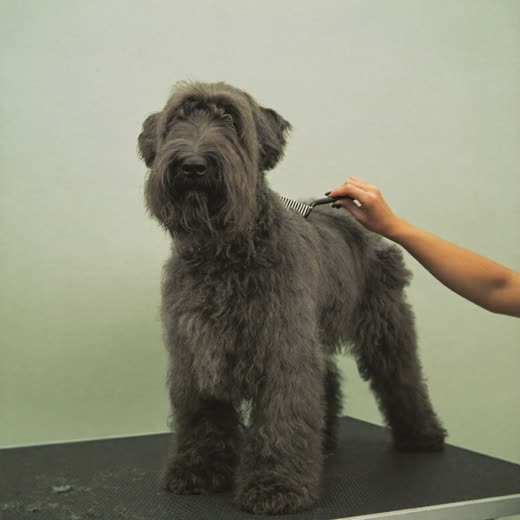 A wire-haired terrier being brushed through on the grooming table